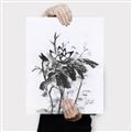 Picture of Black Daisy I _GroupedProduct_Rectangle_Portrait_Canvas_