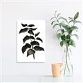 Picture of Black Leaves II _GroupedProduct_Rectangle_Portrait_Canvas_