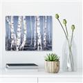 Picture of Plain White Birches _GroupedProduct_Rectangle_Landscape_Canvas_