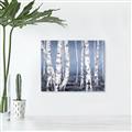 Picture of Plain White Birches _GroupedProduct_Rectangle_Landscape_Canvas_