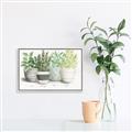Picture of Pots With Flower _GroupedProduct_Rectangle_Landscape_Canvas_Framed_