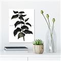 Picture of Black Leaves II _GroupedProduct_Rectangle_Portrait_Unframed_Print_Only_