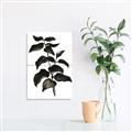 Picture of Black Leaves II _GroupedProduct_Rectangle_Portrait_Unframed_Print_Only_