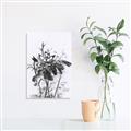 Picture of Black Daisy I _GroupedProduct_Rectangle_Portrait_Unframed_Print_Only_