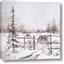 Picture of Animal in winter