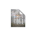 Picture of White Birches In Fall _GroupedProduct_Rectangle_Portrait_Unframed_Print_Only_