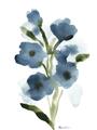 Picture of Blue Poppies II _GroupedProduct_Rectangle_Portrait_Unframed_Print_Only_