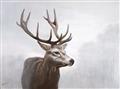 Picture of Reindeer _GroupedProduct_Rectangle_Landscape_Unframed_Print_Only_