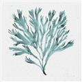 Picture of Teal Coral II  _GroupedProduct_Square_Unframed_Print_Only_
