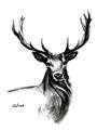 Picture of Sketched Deer  _GroupedProduct_Rectangle_Portrait_Unframed_Print_Only_