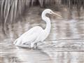 Picture of Wading Egret _GroupedProduct_Rectangle_Landscape_Unframed_Print_Only_