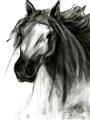 Picture of Sketched Horse _GroupedProduct_Rectangle_Portrait_Unframed_Print_Only_