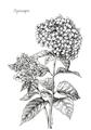 Picture of Hydrangea Sketch  _GroupedProduct_Rectangle_Portrait_Unframed_Print_Only_