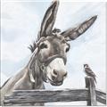 Picture of Donkey time _GroupedProduct_Square_Canvas_