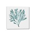 Picture of Teal Coral II  _GroupedProduct_Square_Canvas_