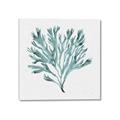 Picture of Teal Coral II  _GroupedProduct_Square_Canvas_