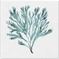 Picture of Teal Coral II  _GroupedProduct_Square_Canvas_