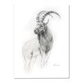 Picture of Ram Charcoal _GroupedProduct_Rectangle_Portrait_Canvas_