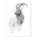 Picture of Ram Charcoal _GroupedProduct_Rectangle_Portrait_Canvas_
