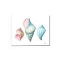 Picture of Seashells I  _GroupedProduct_Rectangle_Landscape_Canvas_