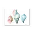 Picture of Seashells I  _GroupedProduct_Rectangle_Landscape_Canvas_