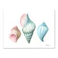 Picture of Seashells I  _GroupedProduct_Rectangle_Landscape_Canvas_