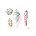 Picture of Seashells II  _GroupedProduct_Rectangle_Landscape_Canvas_