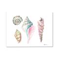 Picture of Seashells II  _GroupedProduct_Rectangle_Landscape_Canvas_