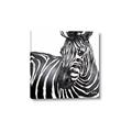 Picture of Zebra Watching _GroupedProduct_Square_Canvas_