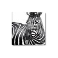 Picture of Zebra Watching _GroupedProduct_Square_Canvas_