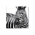 Picture of Zebra Watching _GroupedProduct_Square_Canvas_