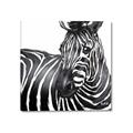 Picture of Zebra Watching _GroupedProduct_Square_Canvas_
