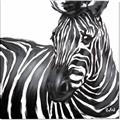 Picture of Zebra Watching _GroupedProduct_Square_Canvas_