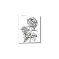 Picture of Hydrangea Sketch  _GroupedProduct_Rectangle_Portrait_Canvas_