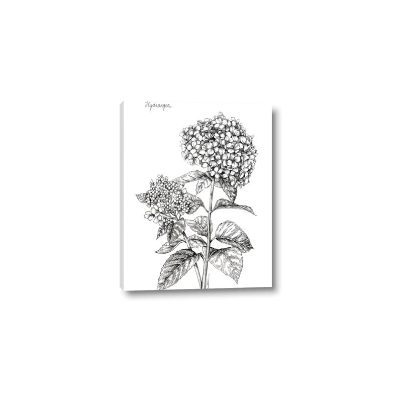 Picture of Hydrangea Sketch  _GroupedProduct_Rectangle_Portrait_Canvas_