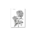 Picture of Hydrangea Sketch  _GroupedProduct_Rectangle_Portrait_Canvas_
