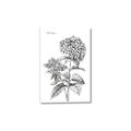 Picture of Hydrangea Sketch  _GroupedProduct_Rectangle_Portrait_Canvas_