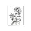 Picture of Hydrangea Sketch  _GroupedProduct_Rectangle_Portrait_Canvas_