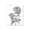 Picture of Hydrangea Sketch  _GroupedProduct_Rectangle_Portrait_Canvas_