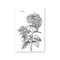 Picture of Hydrangea Sketch  _GroupedProduct_Rectangle_Portrait_Canvas_