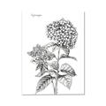 Picture of Hydrangea Sketch  _GroupedProduct_Rectangle_Portrait_Canvas_