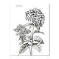 Picture of Hydrangea Sketch  _GroupedProduct_Rectangle_Portrait_Canvas_