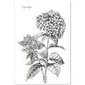 Picture of Hydrangea Sketch  _GroupedProduct_Rectangle_Portrait_Canvas_