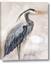 Picture of Blue Egret