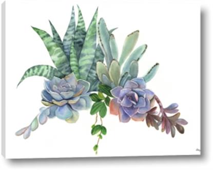 Picture of Succulent Group