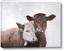 Picture of Cow buddies