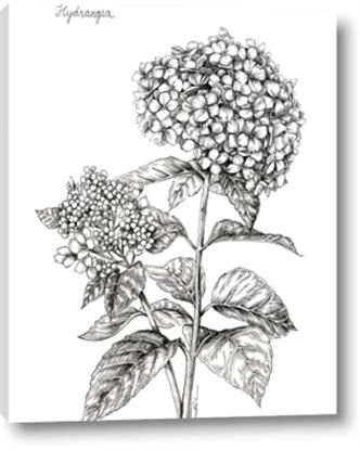 Picture of Hydrangea Sketch