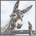 Picture of Donkey time _GroupedProduct_Square_Canvas_Framed_