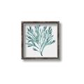 Picture of Teal Coral II  _GroupedProduct_Square_Canvas_Framed_