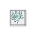 Picture of Teal Coral II  _GroupedProduct_Square_Canvas_Framed_
